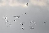 White Ibises In Flight_28986